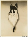 Image of Male Eider Duck